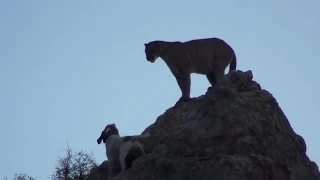 Mountain lion hunting with hounds in Arizona