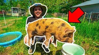 I Bought RARE BABY PIGS for My BACKYARD FARM!!!