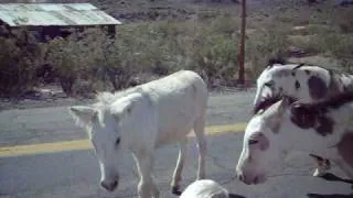 Attacked By Wild Burros In Oatman Arizona