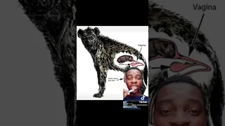 Female hyena have penis 😱 #short #animals #wildlife #nature #usa #nigeria #india #hyena