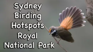 Sydney Birding Hotspots - #13 Royal National Park.