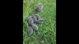 Hedgehog babies in my garden