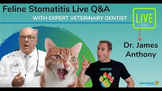 Feline Stomatitis Q/A
        with Dr. Anthony