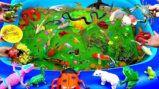 Cute Sea Animals, Colorful Animals, Crocodile, Shark, Goldfish, Dolphin, Duck, Frog, Snake, Crab