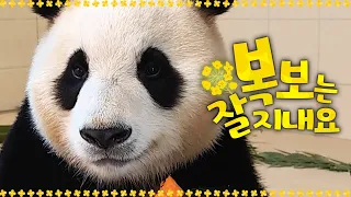 (SUB)[복보는 잘 지내요] ep.1 “푸야 전화 받으세오!” 세일러푸로 돌아온 먹짱 푸바오의 일상, 할부지와 함께 바오🐼│Panda World