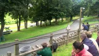 Pugfest 2014 hill climb runs 1