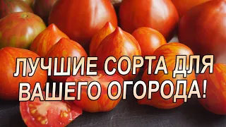 ЛУЧШИЕ СОРТА ТОМАТОВ ДЛЯ ВАШЕГО ОГОРОДА!