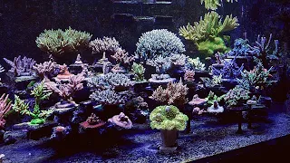 Simple 140g SPS Reef Tank - Tank Tour June 2021 Update | Acropora