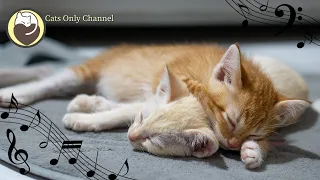 10 Hours of Relaxing Harp Music for Cats ♬ Relaxing Sleep Music (MIX)