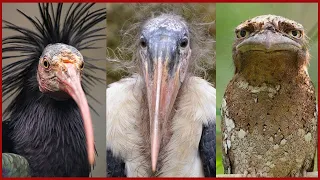 ¡Increible! Los "PAJAROS MAS FEOS" Del Mundo ¿Estas Listo?