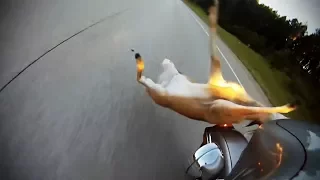 ANIMAL CAR CRASHES DEADLY 18+ COMPILATION 3