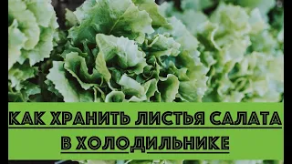 Как хранить листья салата в холодильнике?