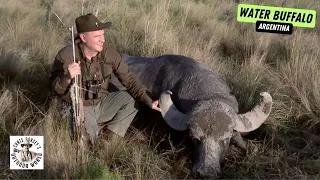 Wild Hunt for Tough Water Buffalo in Argentina