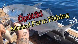 Opotiki Mussel Farm [ Snapper and Trevally Session with Piripi ]