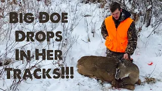 Wisconsin Gun Hunt 2019-- Doe Drops In Her Tracks