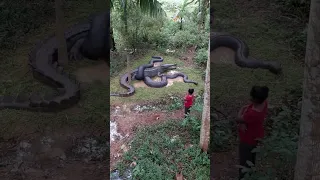 world's dangerous fight in mud🙄🙄🐍🐍🐊🐊🐊🐊🐊 G J MOWGLI