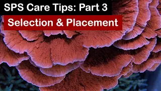 How to Keep SPS Coral Part 3: Selection & Placement