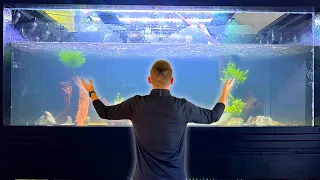 Aquascaping the 500 Gallon Plywood Aquarium! (Stocking Revealed!)