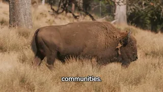 The Difference Between American And European Bison