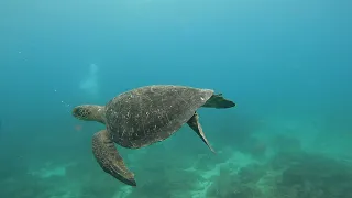 Galapagos scuba dives 4K