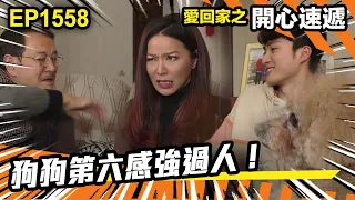 愛．回家之開心速遞 | 第1558集（上）| 狗狗第六感強過人！