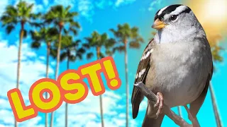 Lost in Florida: A White-Crowned Sparrow’s Migration Mystery