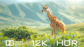 Amazing World Animals In Dolby Vision 12K HDR 120fps - Relaxing Piano Music