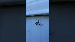 Garden Spider