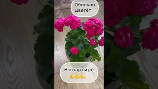 Пеларгония, которая у всех зацветёт🔥🔥🔥