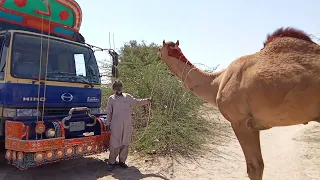 owner holding the camel                          مالك يحمل الجمل