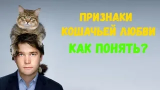 Признаки кошачьей любви: как понять что питомец  вас любит - Смешные кошки МатроскинТВ