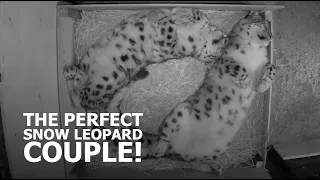 The PERFECT Snow Leopard couple! - The Big Cat Sanctuary