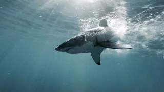 L’ ILE des GRANDS REQUINS BLANCS du PACIFIQUE-NORD / Chapitre 2