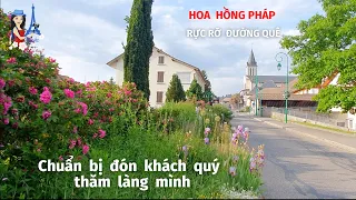 Hoa Hồng nở rực đường Thôn quê nước Pháp-Mùa trái cây trĩu cành chờ bạn đến thăm làng|Du lịch Pháp