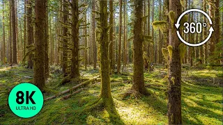 Virtual Forest Relaxation - 8K 360° VR Video - Peaceful Forest with Birds Chirping and Nature Sounds