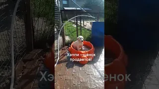 Хэппи щенок золотистого ретривера 5 месяцев