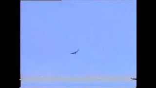 Kite Training falconry GerxGerLanner femaleDrachenflug.WMV