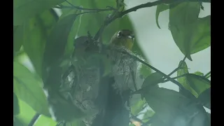 斯氏繡眼(Swinhoe's White-Eye)，發現築巢第一天，夫妻合力築巢