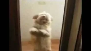 Собака танцевака- Dancing Dog does the Cha-Cha WIN