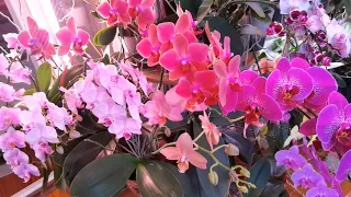 СЕКРЕТЫ ПЫШНОГО ЦВЕТЕНИЯ орхидей. Волшебные снадобья?! СЛУШАТЬ МАЛО, НУЖНО СЛЫШАТЬ!