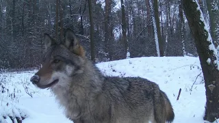 Wilki w lesie, nagrania wilków z fotopułapki, wataha dzików, łoś, sarny, lis odc 19