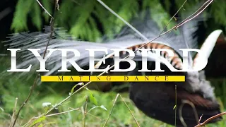 Incredible Lyrebird Mating Dance