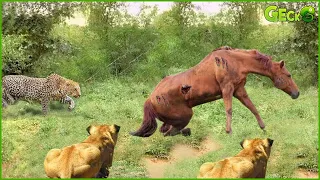 Lion With Leopard Attack Wild Horse In Their Territory, Will Wild Horse Survive? | Fighting Animals