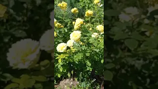 Rosa 'Anny Duperey' — сорт роз, класс флорибунда.