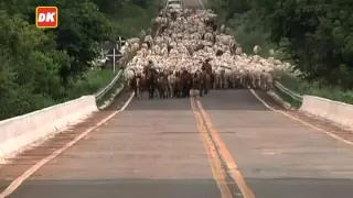 Boiada (Transporte no Estradão) Faz. Recanto do Sucuriú "Parte 2"