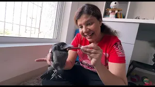 RESCUED this INJURED baby CROW 🐦‍⬛ | He proved he is my PURVAJ