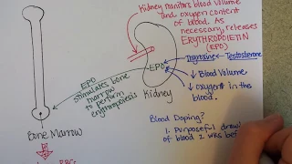 Erythropoiesis (Red Blood Cell Formation)