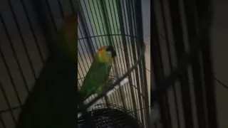 burung ini masih galak dan takut