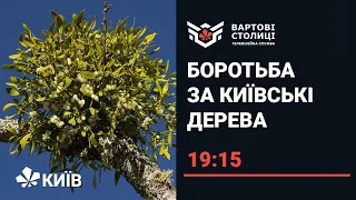 Екологія Києва: чи боряться у столиці з омелою на деревах