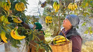 Fresh Fragrant Banana Jam in the Village! Making Delicious Banana Pie